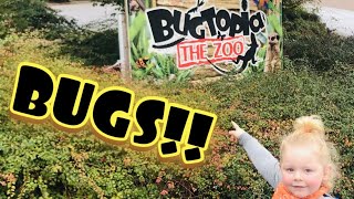 BUG HUNT - BUGTOPIA | BUGS FOR KIDS | LEARN BUGS REPTILES & INSECTS