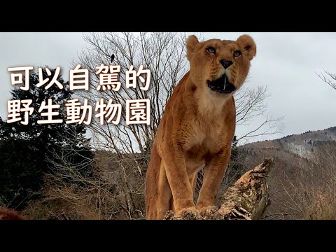 Fuji Safarii Park｜Real Lion's Roar