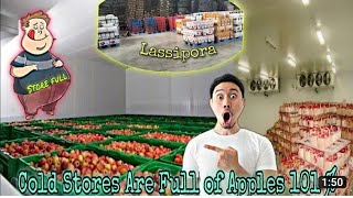 How Much Apples Stored in CA Stores 2022 _Stores Are Totally Full _Full Capacity In Apple Cold Store