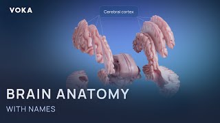 Explore the amazing 3D human brain anatomy with VOKA 3D Anatomy & Pathology