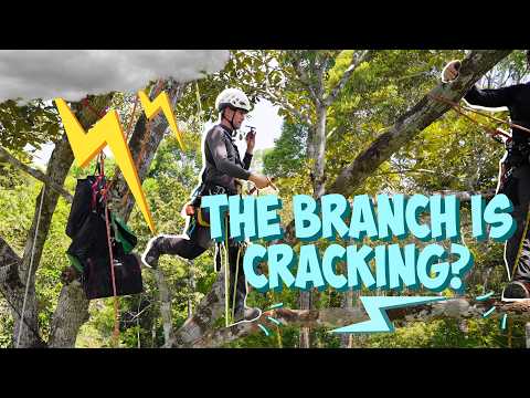 Scariest Amazon Rainforest installation yet? "The Maçaranduba" (4K)