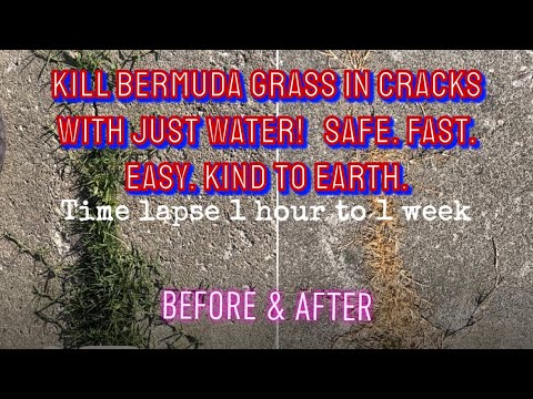 Kill Invasive Grass in Cracks with Water Only. Safe. Easy. Fast. Kind to Earth.