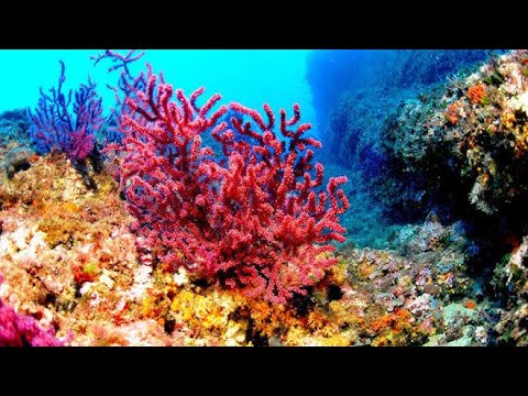 LAS ZONAS MAS EXTRAÑA DEL OCÉANO / LOS MEJORES DOCUMENTALES / national geographic español