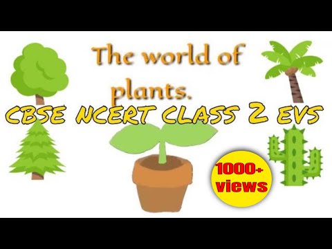 The world of plant - class 2 cbse evs
