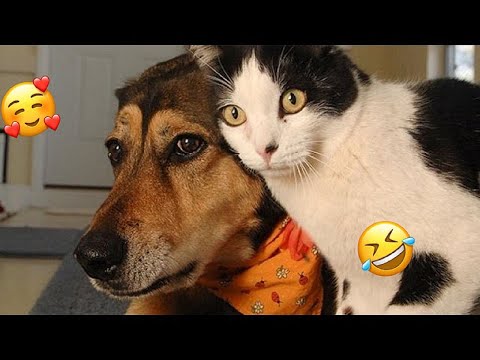 I dare you not to LAUGH at these FUNNY DOGS 😁🐶 - Best Funny Animals Videos 2024 part 30
