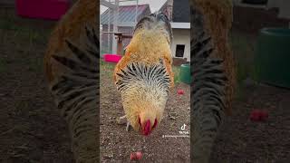 Roosters are good for more than making babies! #rooster #chickens