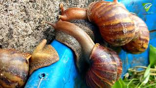Life of snails amazing snails in Asia wildlife #snail #naturalinasia