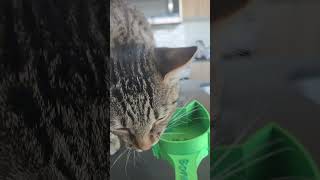 #catgram #cat #unpacking #funnycats #kitty #kittyparty