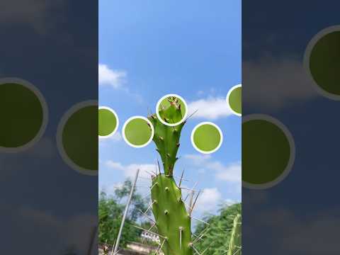 #edit #editing #trending #song #shortsvideo #youtubeshorts #music #hindisong#flowers #nature #edit