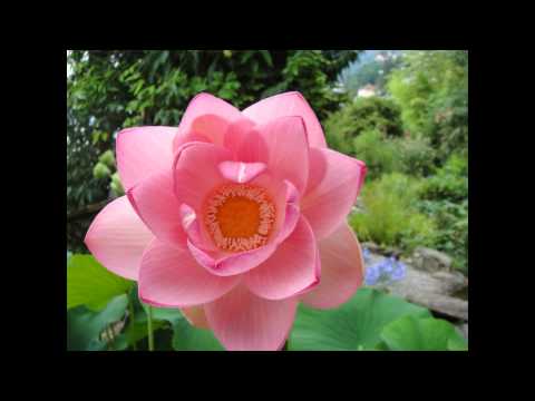Flowerpower2.wmv