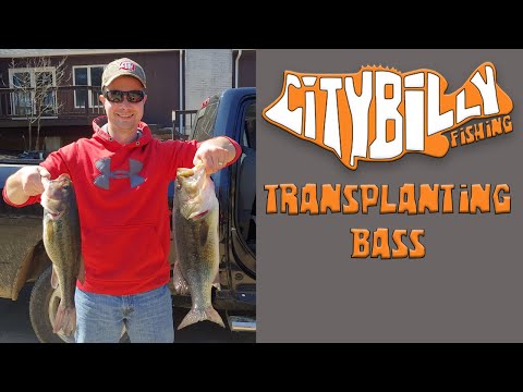 Catching and Transplanting Largemouth Bass from the Lake to the My Pond