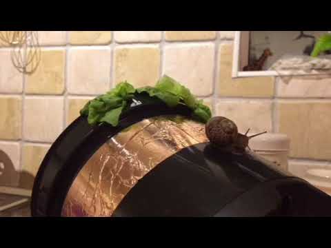 Snail vs Electric Guitar Shielding Tape