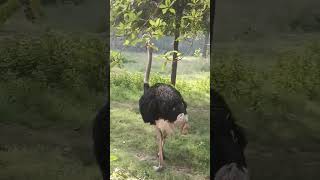 the ostrich was so close to big