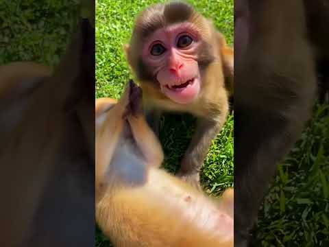 Monkey Is Happy with his Puppy  🥰​ #cute #monkey