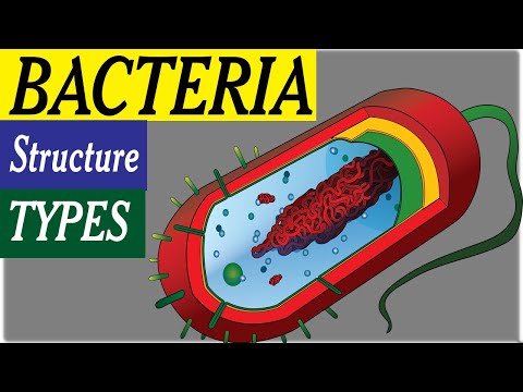 Bacterial Structure,Shapes and Functions|MSF