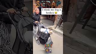 When Animals Get Into Trouble! #MischievousPets #PetTrouble #AnimalPranks #dogs #shorts #dog