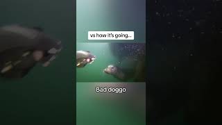 Scuba diver attacked by harbor seal #diver #scuba #seal #diver #sealion #ocean #fishing #animals