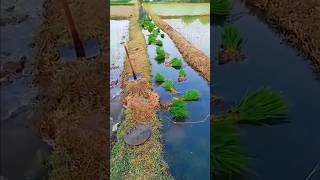 Amazing Rice Farming Techniques! 🤯