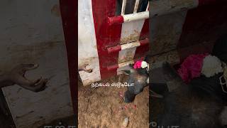 #jallikattu today jallikattu live updates