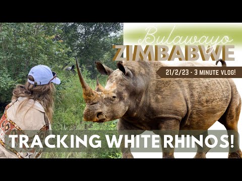Tracking WHITE RHINOS! | Travelling SOLO to AFRICA WITH NO ORGANISED TOUR OR HIRE CAR!
