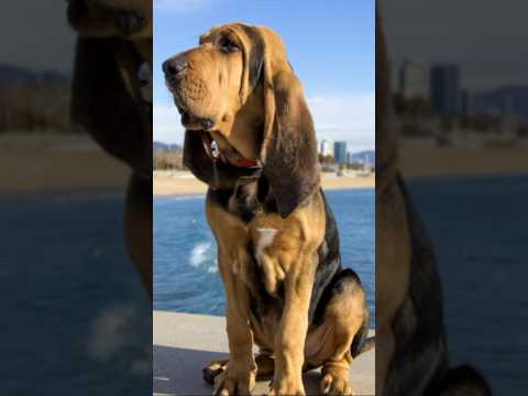 Bloodhound #bloodhound #doghistory