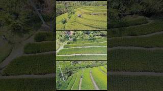 Visiting the Jatiluwih Rice Terrace in Bali #bali #travel #rice #travelbali  #dronevideo @DJI