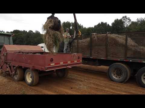 Planting Bermuda grass sprigs