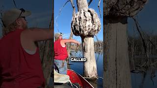 Why Tree Lumps Are Worth Thousands 🤯