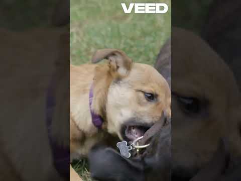 Adorable Dogs in Action!