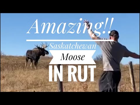 Amazing Saskatchewan Bull Moose in rut close encounter !!