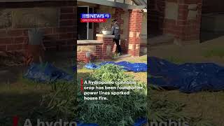 House fire exposes cannabis crop | 9 News Australia