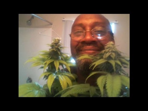 Raphael Hameed Live Stream