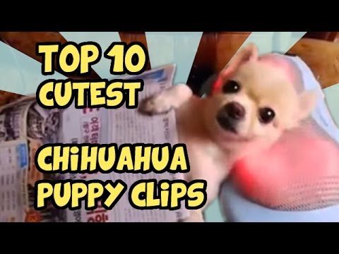TOP 10 CUTEST CHIHUAHUA CLIPS OF ALL TIME