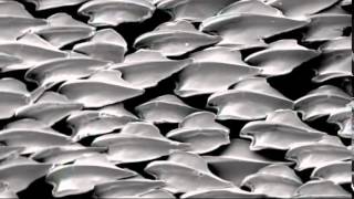 Bioimetics   Documentary on the Motion Technology of the Natural World