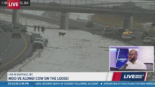 Cow on the loose near I-90 in New York