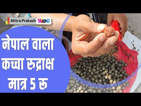 Nepal Rudraksha Haridwar नेपाल वाला कच्चा रुद्राक्ष मात्र ₹5 में