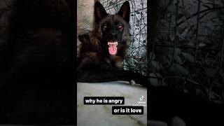 Aggressive wolf attack why he is angry