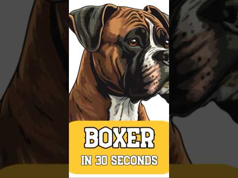 Boxer Dog: The Rich History #shorts  #boxerdog  #dog