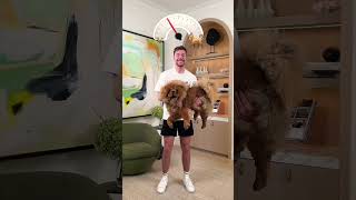 $1 vs $500000 Experience! #dog #challenge #funny #doglover #goldendoodle #chipercode #phonkytribu
