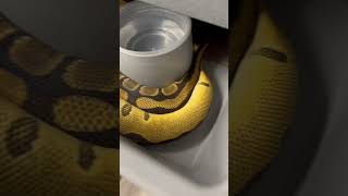 Breeding season baby!! 🤩🔥💥 #ballpython #petsnake #ballpythonbreeder #ballpythonbreedingseason