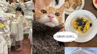 Exhausted from Raising a Kitten 🐱Deep-Cleaning the Café, Vintage Shopping in Dongmyo