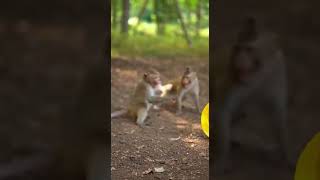 funny videos 🐒🔨 #monkey #funny #workfail #construction #fyp #reelsviralシ