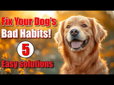 How to Stop Your Dog’s Bad Habits Easy Solutions | Control Of Your Dog’s Behavior