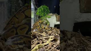 Baby ball python yawn 🥱 😍 #cute  #reptiles #babyballpython