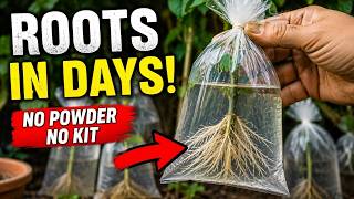 Any Branch Takes Root Very Quickly - 15 Things Garden Centers Never Tell You