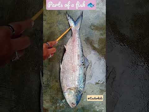 Learning #fish #kidsvideo #short