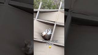 Privacy please 😂 #funny #cat #pets #haveitoldyoulatelythatiloveyou #animals #jokes