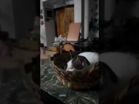 sarap buhay Ng pusa ito #catlover #catvideos