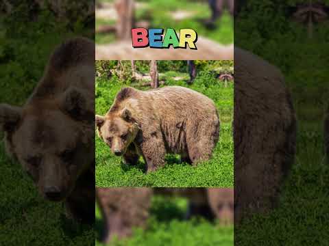 ANIMALS THAT CAN KILL YOU IN SECONDS.. ☠️😵  #facts  #scary #shorts #animals