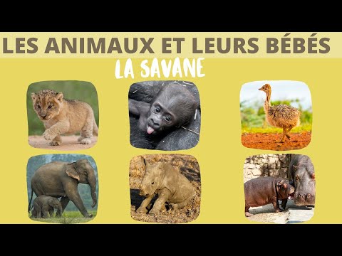 Les animaux de la savane et leurs bébés